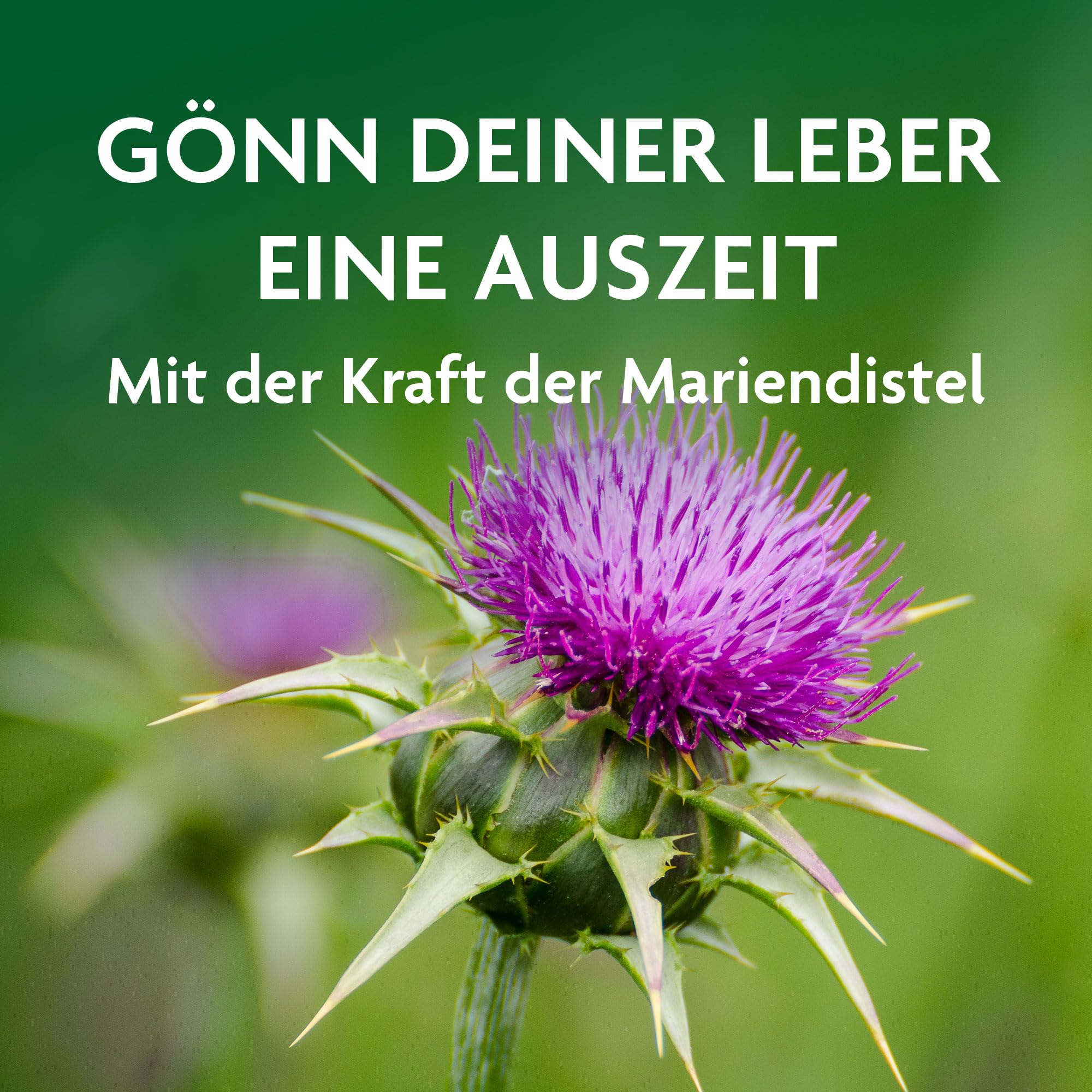 Salus Alepa Mariendistel Bio-Leber-Tonikum – 1x 500 ml - zur Unterstützung der normalen Lebergesundheit mit Mariendistel – mit Vitamin C - vegan - bio