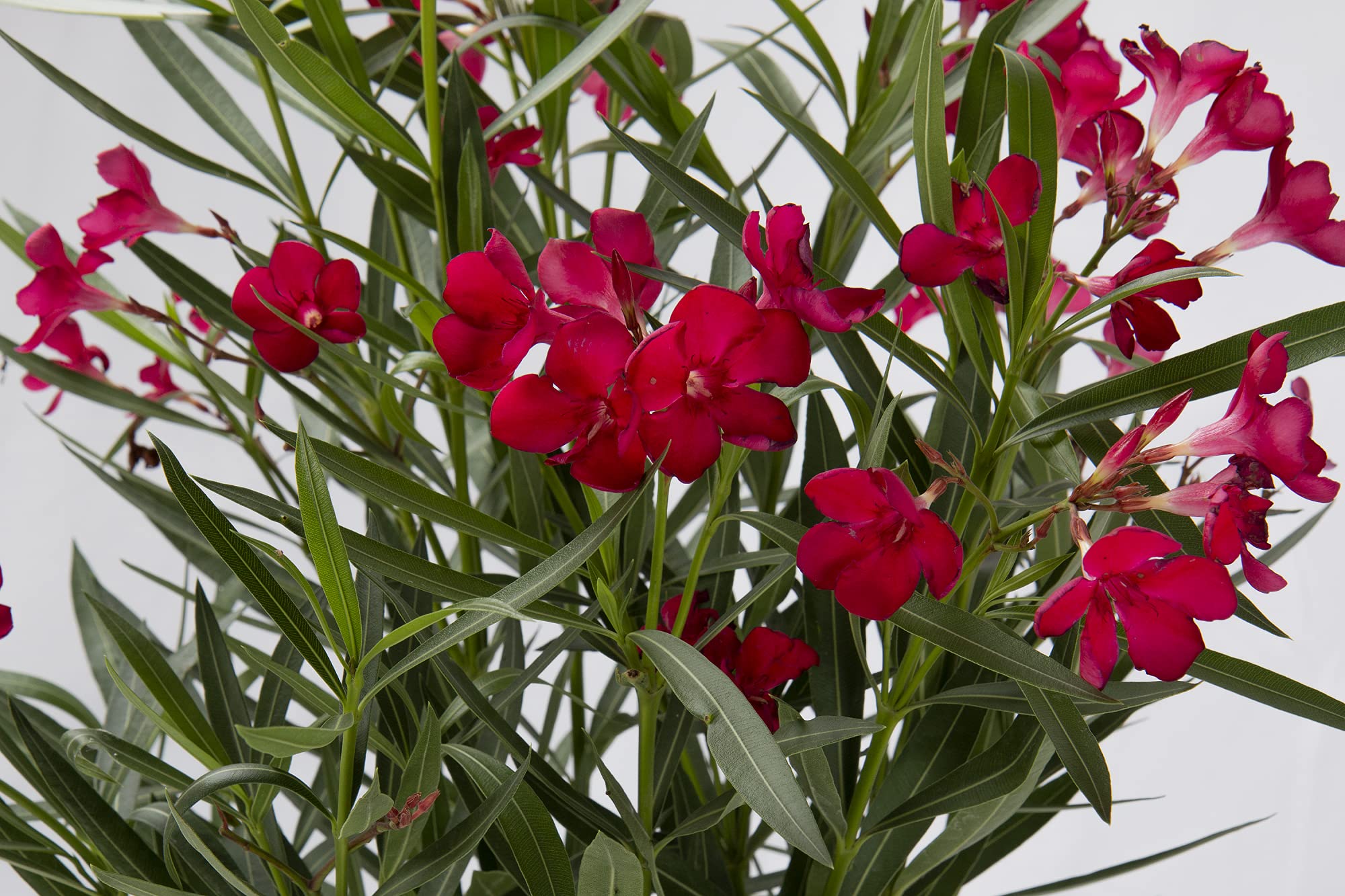 KENTIS - Nerium Oleander Rosso con Decorazione Vaso in Juta - Oleandro Pianta Vera da Esterno - Piante da Giardino Fiorite Perenni - H 80/100 cm Vaso Ø 24 cm