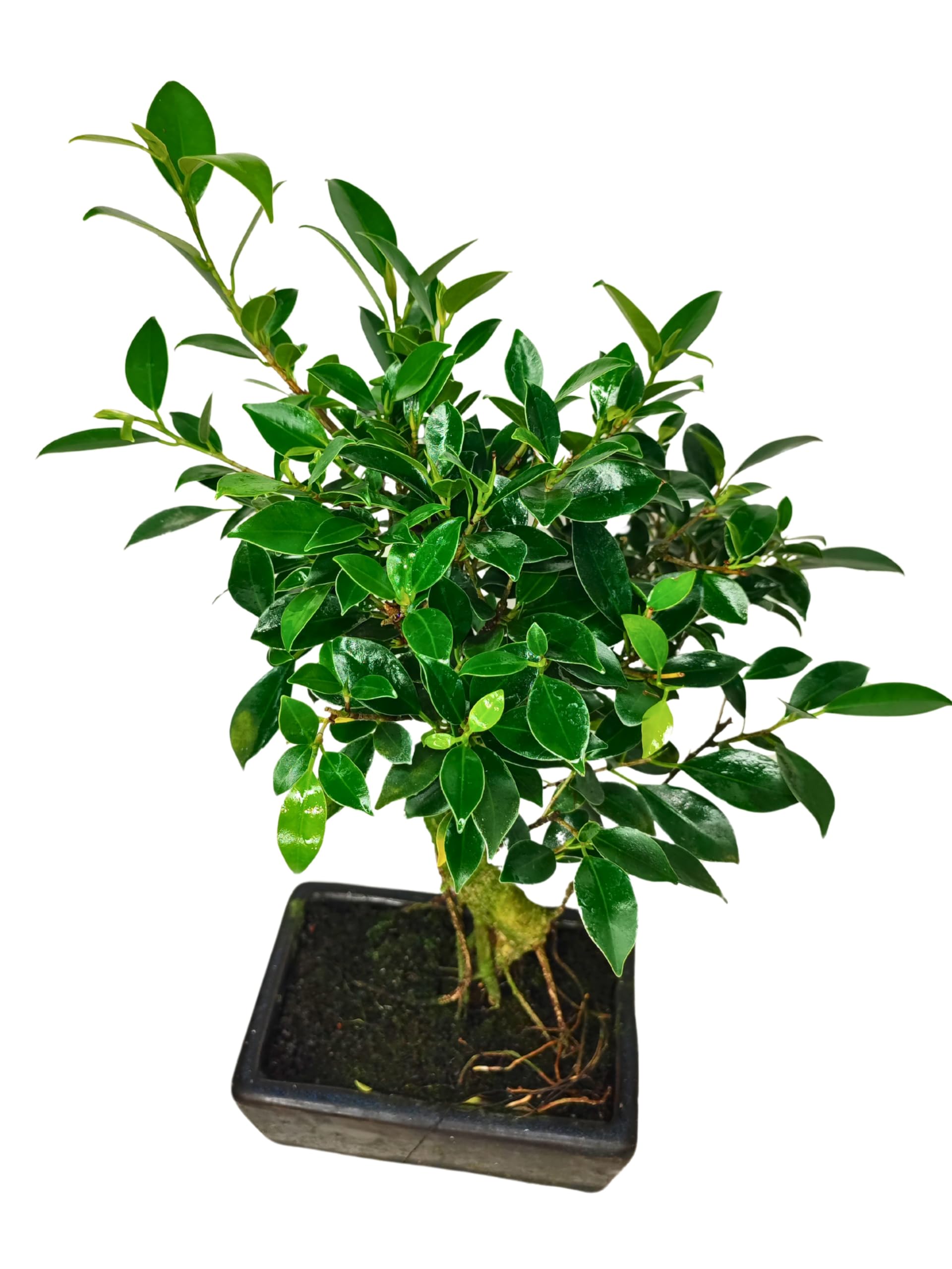 I GIARDINI DI GIULIA - Bonsai Ficus Retusa S-Shape | Tronco Scultoreo e Foglie Lucide | Resistenza e Bassa Manutenzione | Pianta Vera da Interno, Tronco Marrone Foglie Verdi, 45 cm, Biologico