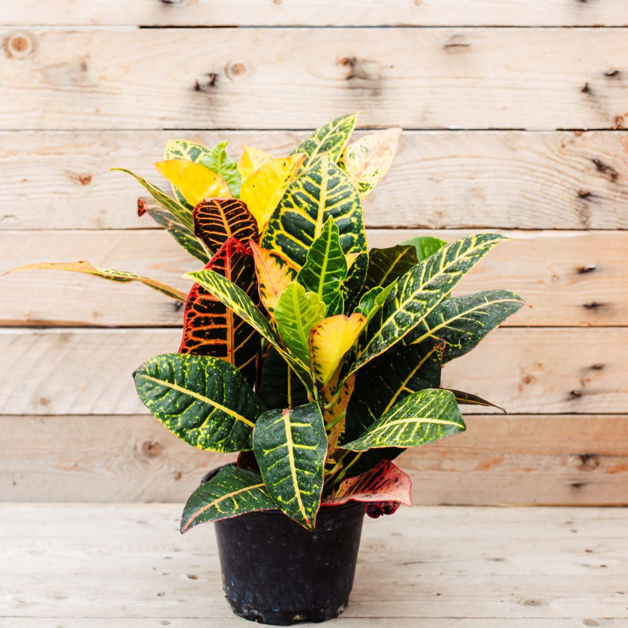 Oxygen giving indoor plants for living room,Croton plants | Multicoloured | Live plants | Plants, Indoor & Outdoor Plants (Pack of 2) (B0D7W3G3DH) Amazon Price History, Amazon Price Tracker