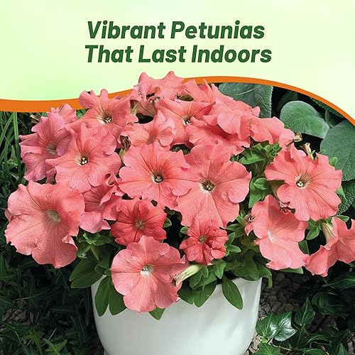 Miniatura 6 de Outsidepride 250 semillas anuales de flores de salmón Petunia Grandiflora para plantar
