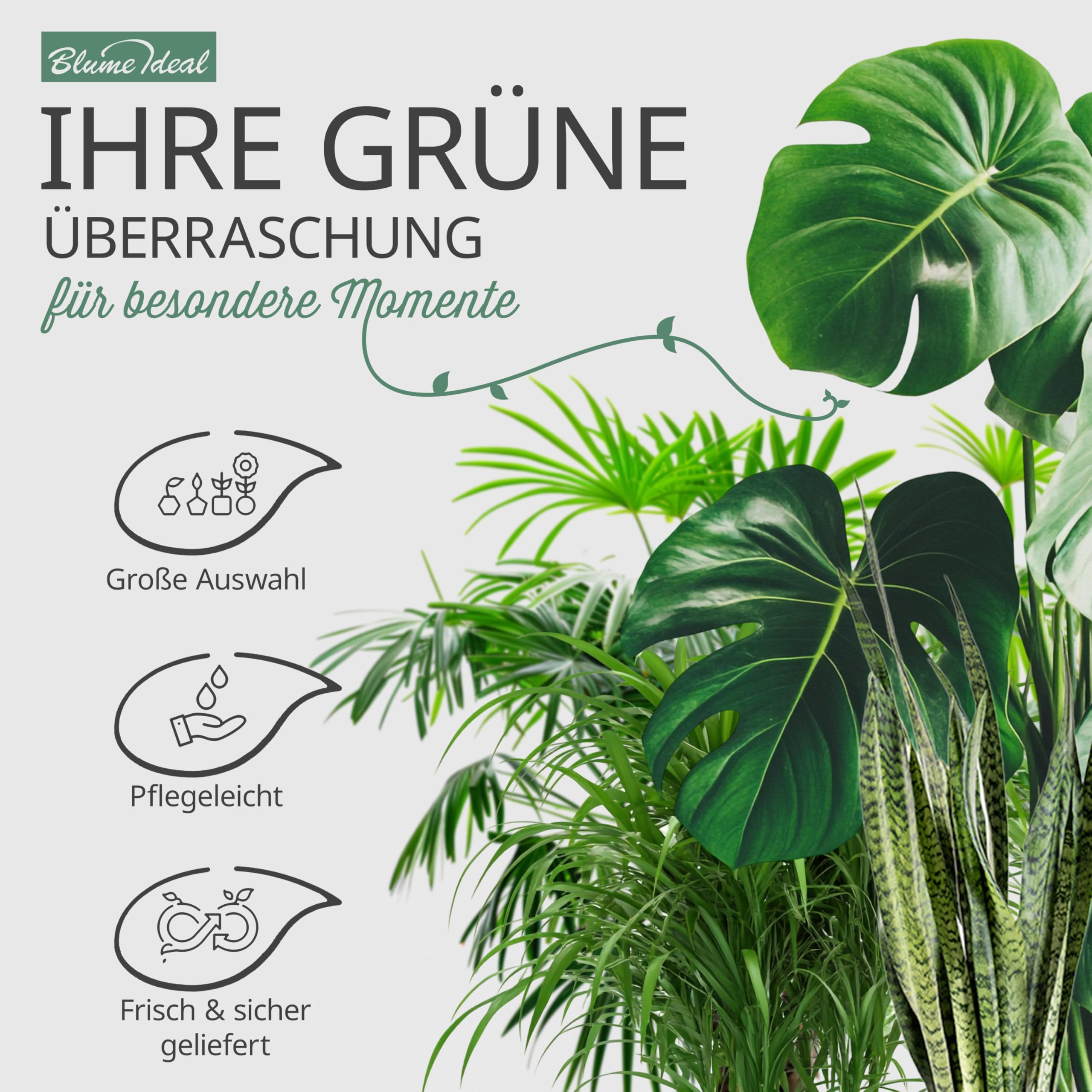 Pflanzenüberraschung | 6er-Set | ca. 30-70 cm | Ø 12-15 cm Topf | Zimmerpflanzen für Wohnung und Büro | Qualität vom Pflanzen Profi | Geniale Raumbegrünung