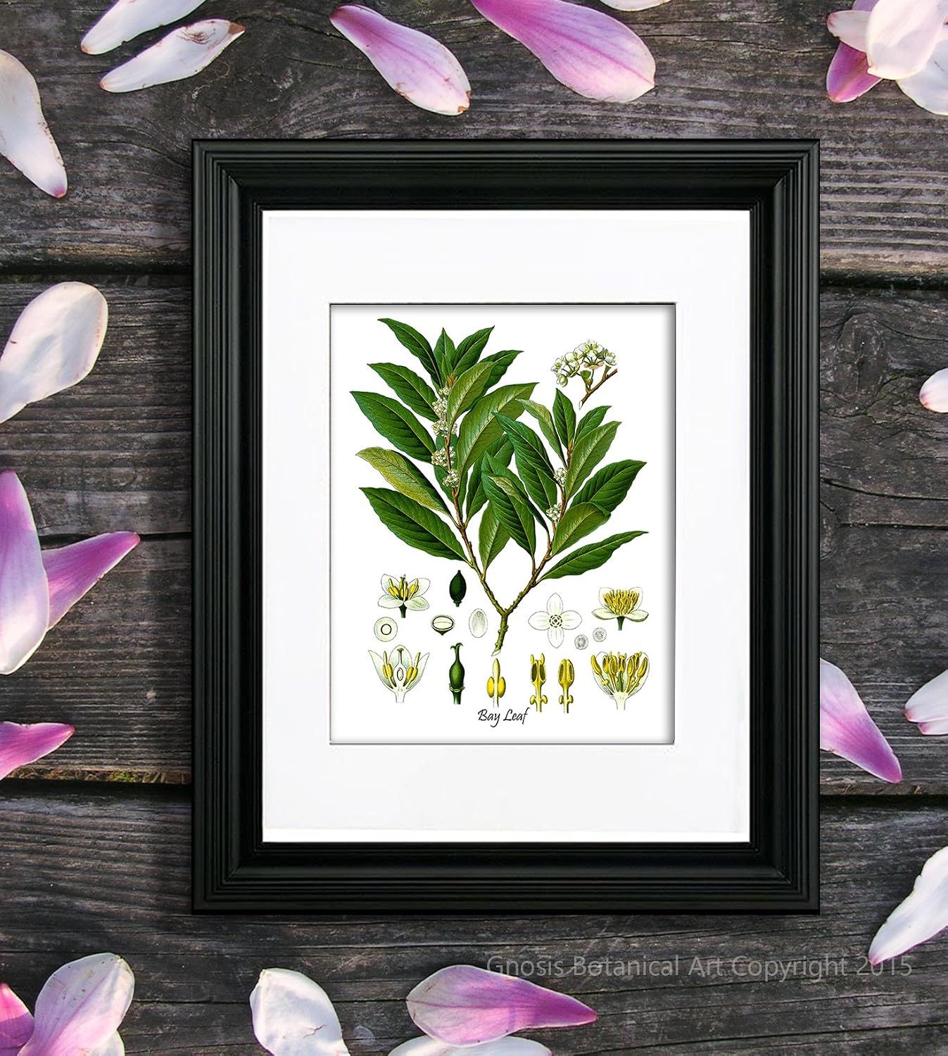 Gnosis Picture Archive Botanical Herb Prints Wall Art Set of 6 Unframed Botanical Prints Kitchen Wall Decor