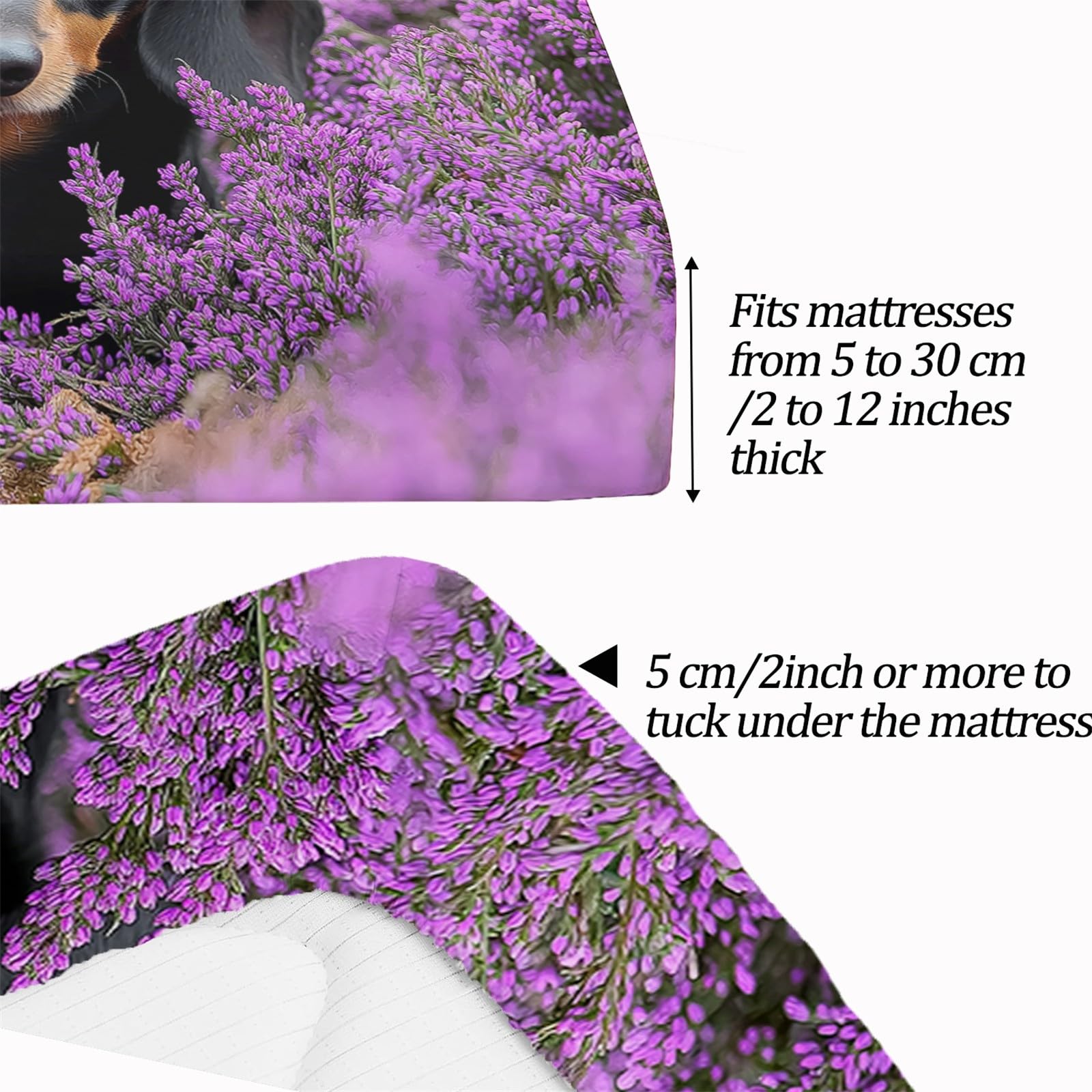 Multicolore Lenzuola Matrimoniali con Angoli 90x190 cm, Fotografia Di Animali Bassotto Morbido e Lavabile in Lavatrice Lenzuolo Sotto con Angoli Elasticizzatoper Altezza Materasso fino 30cm