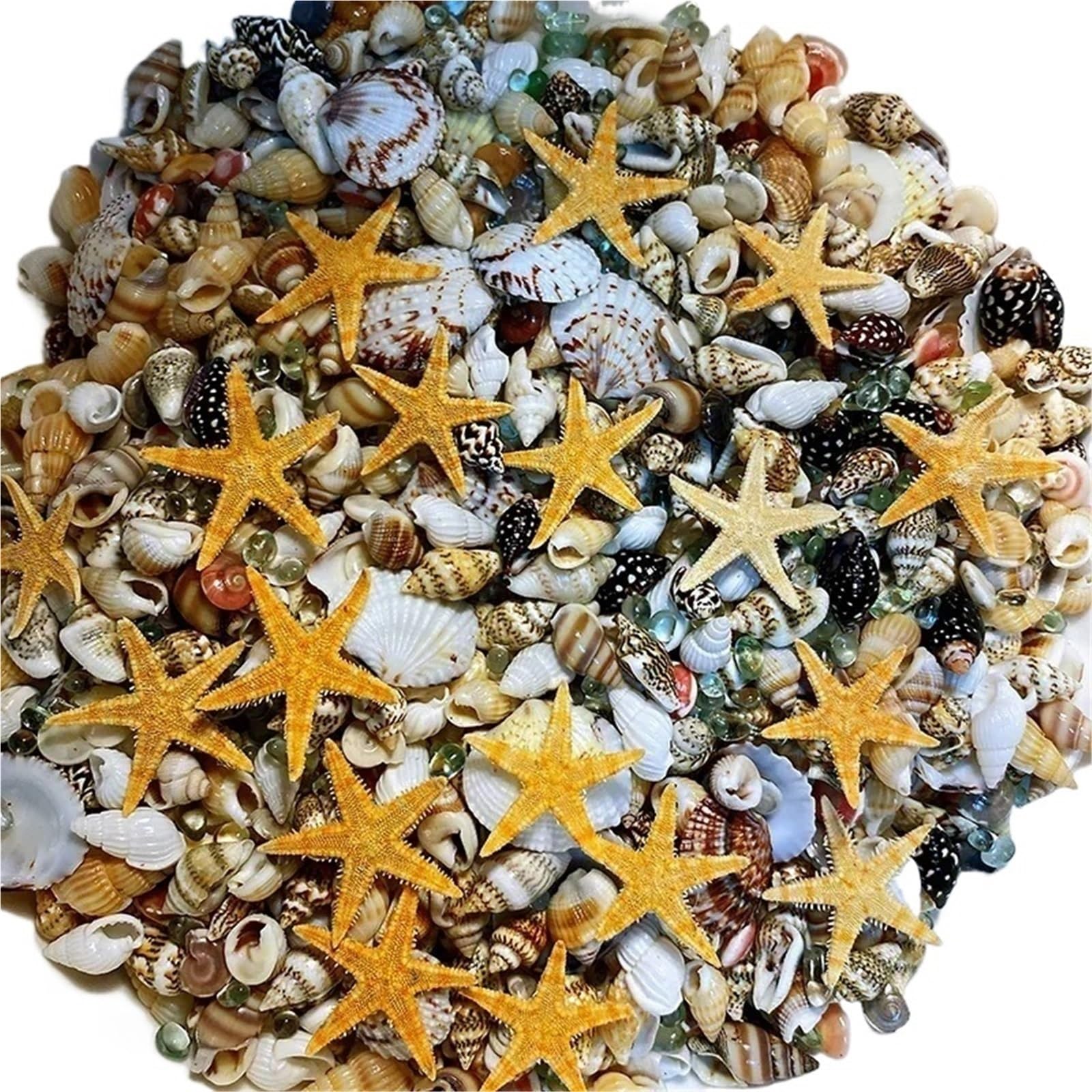 Mini coquillage naturel et conque créative pour loisirs créatifs DIY