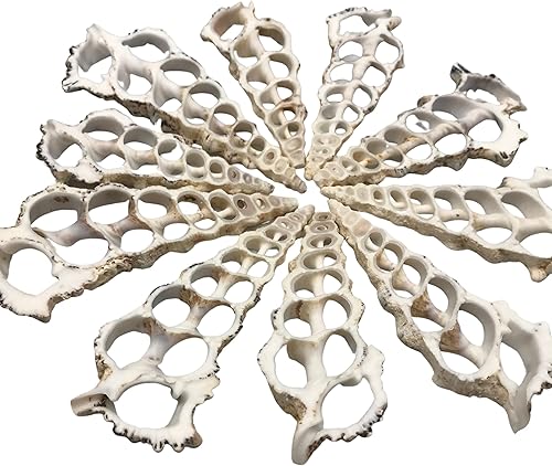 Miniatura 3 de PEPPERLONELY 10 conchas marinas grandes de cerithium nodolosum de corte central, 3 pulgadas  4 pulgadas