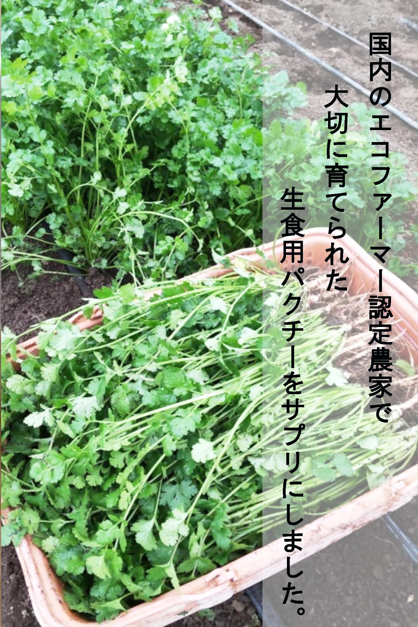 Amazon.co.jp: 西原健康生活研究所 パクチー エナジーゴールド【袋