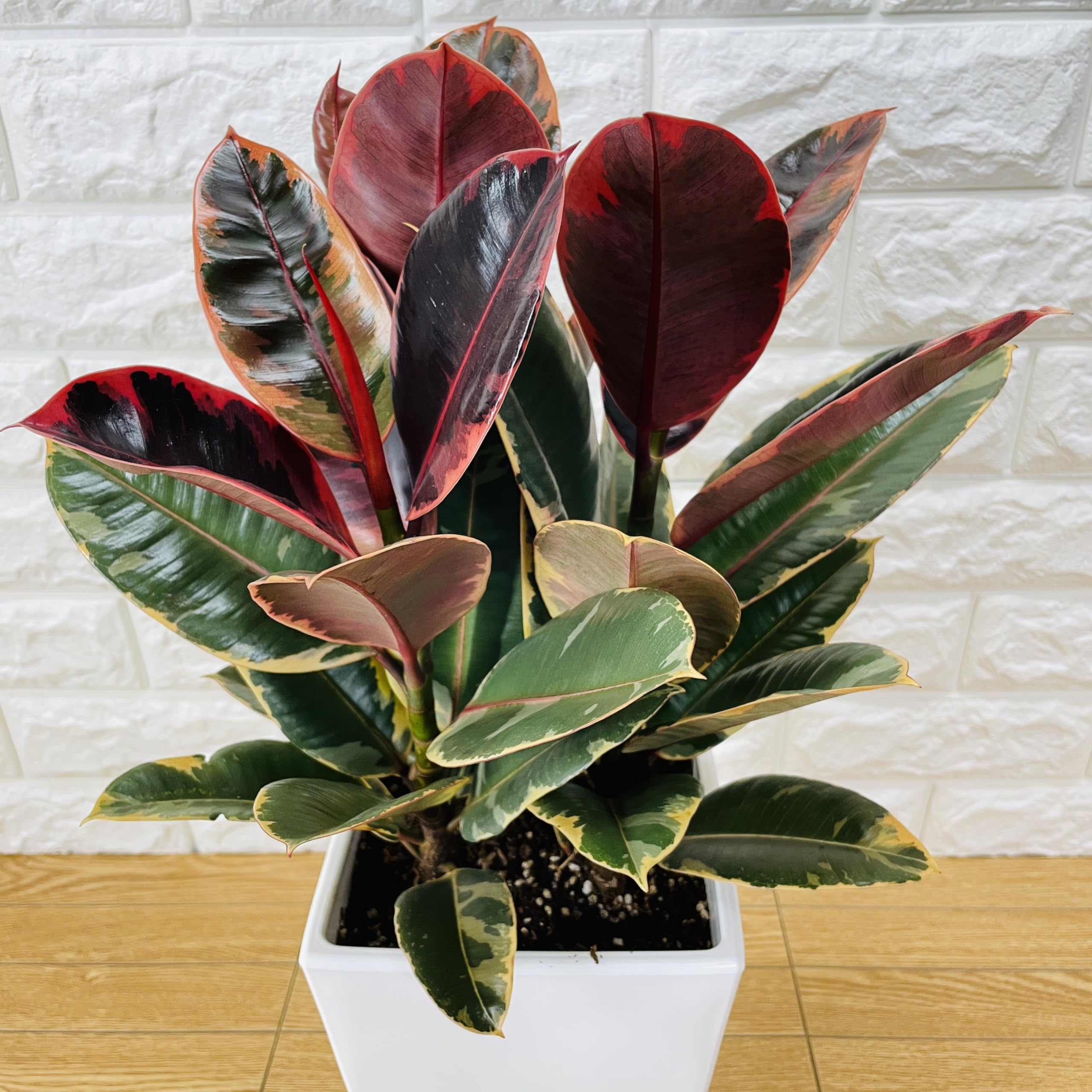 Amazon｜観葉植物 ゴムの木 フィカス・ルビー 6号鉢 苗木 鉢植え