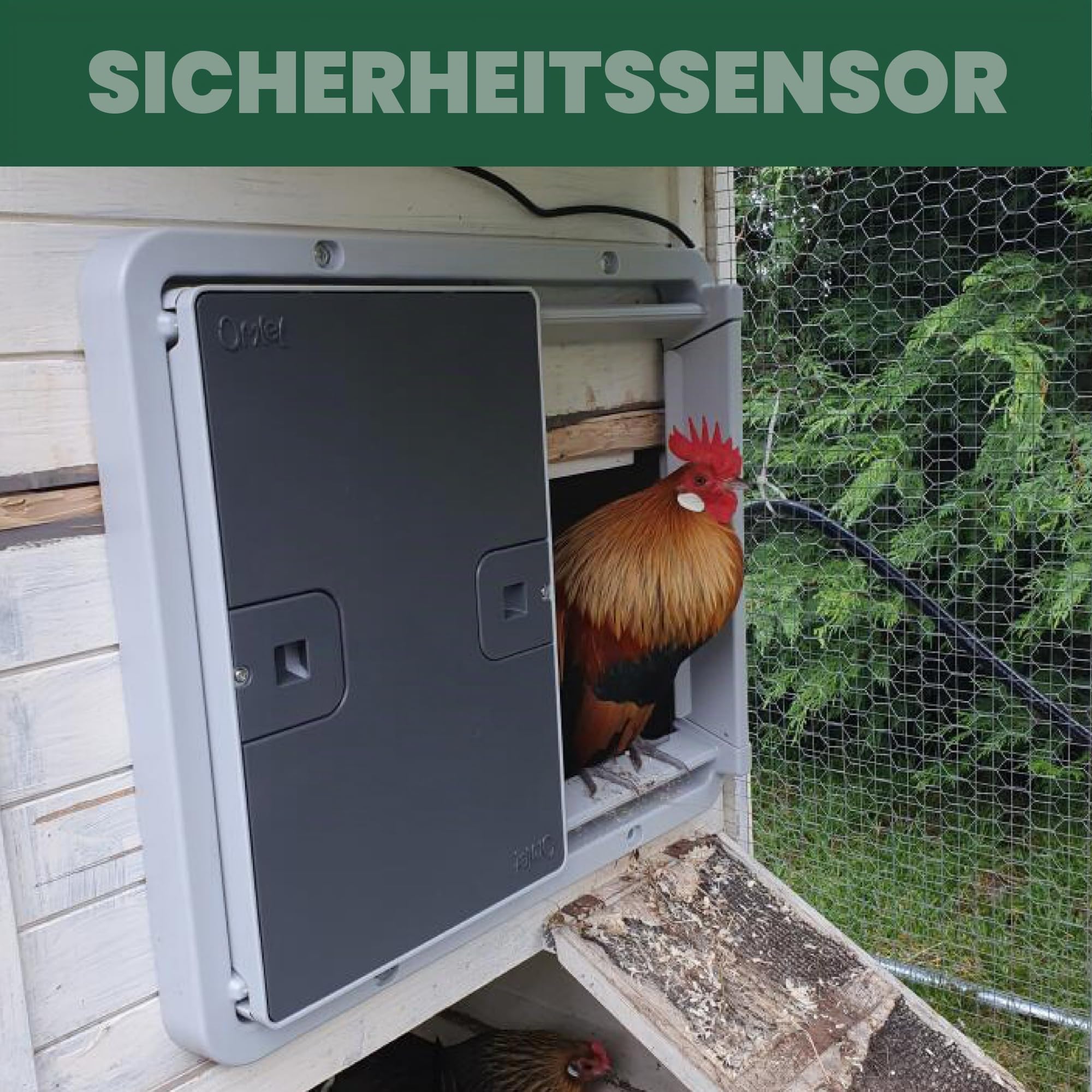 Omlet Intelligente automatische Hühnerstalltür | Wi-Fi-fähig | Programmierbar mit App oder Bedienfeld | Bedienung per Lichtsensor oder Timer | Netz- oder Batteriebetrieben | Sicherheitssensoren |