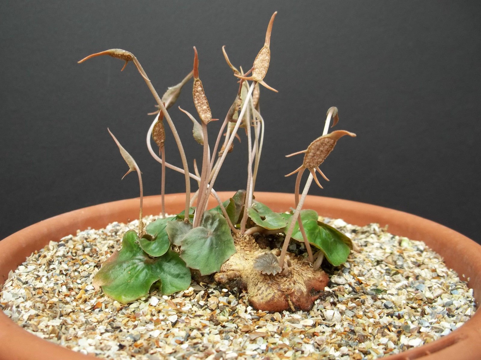 Amazon.com : DORSTENIA BARNIMIANA @J@ rare succulents caudex