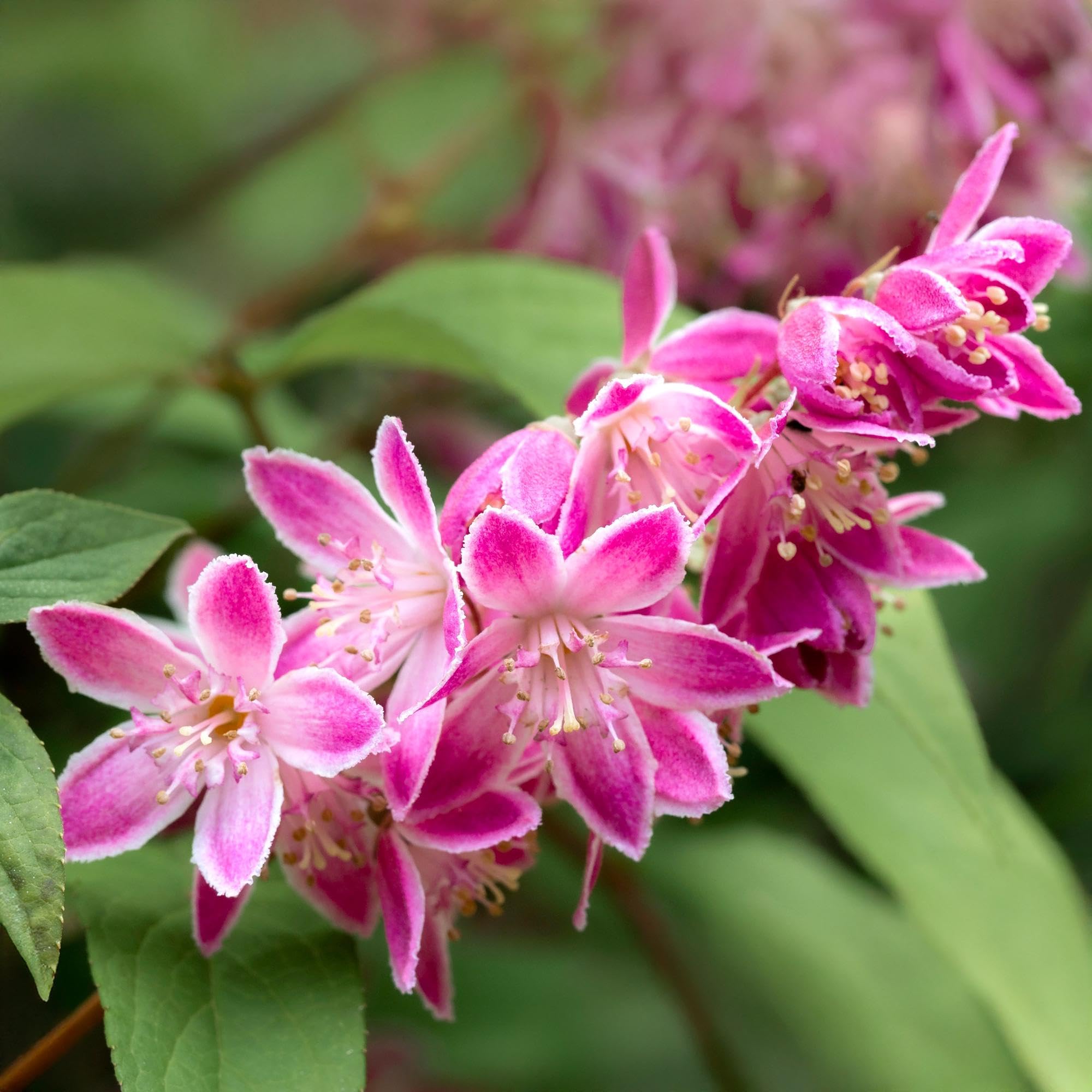 Sternchenstrauch Deutzia hybrida Strawberry Fields Zimmerpflanze 45 cm
