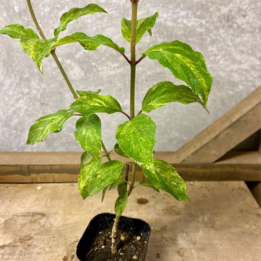 Amazon.co.jp: 落葉樹 苗木 斑入りノリウツギ 雪月花 : DIY