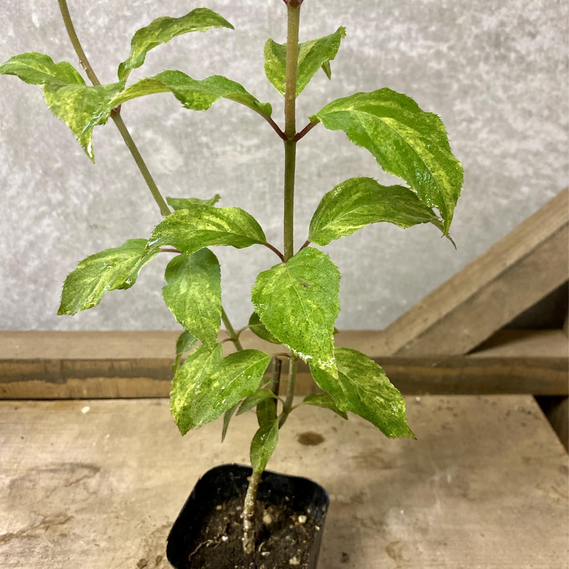 ノリウツギ　苗木　クリーム色の花の落葉樹 楽天市場】ノリウツギ 苗 【 ダルマノリウツギ 】4号鉢(12cm