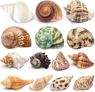 Deauepu® Premium Hermit Crab Shells 14PCS (14 Types) | Good for Tiny to Large Hermit Crabs | Opening Size: 1"-2", Seashell Size: 1.5"-3.5" | Hermit Crab Supplies | No Paint or Dye