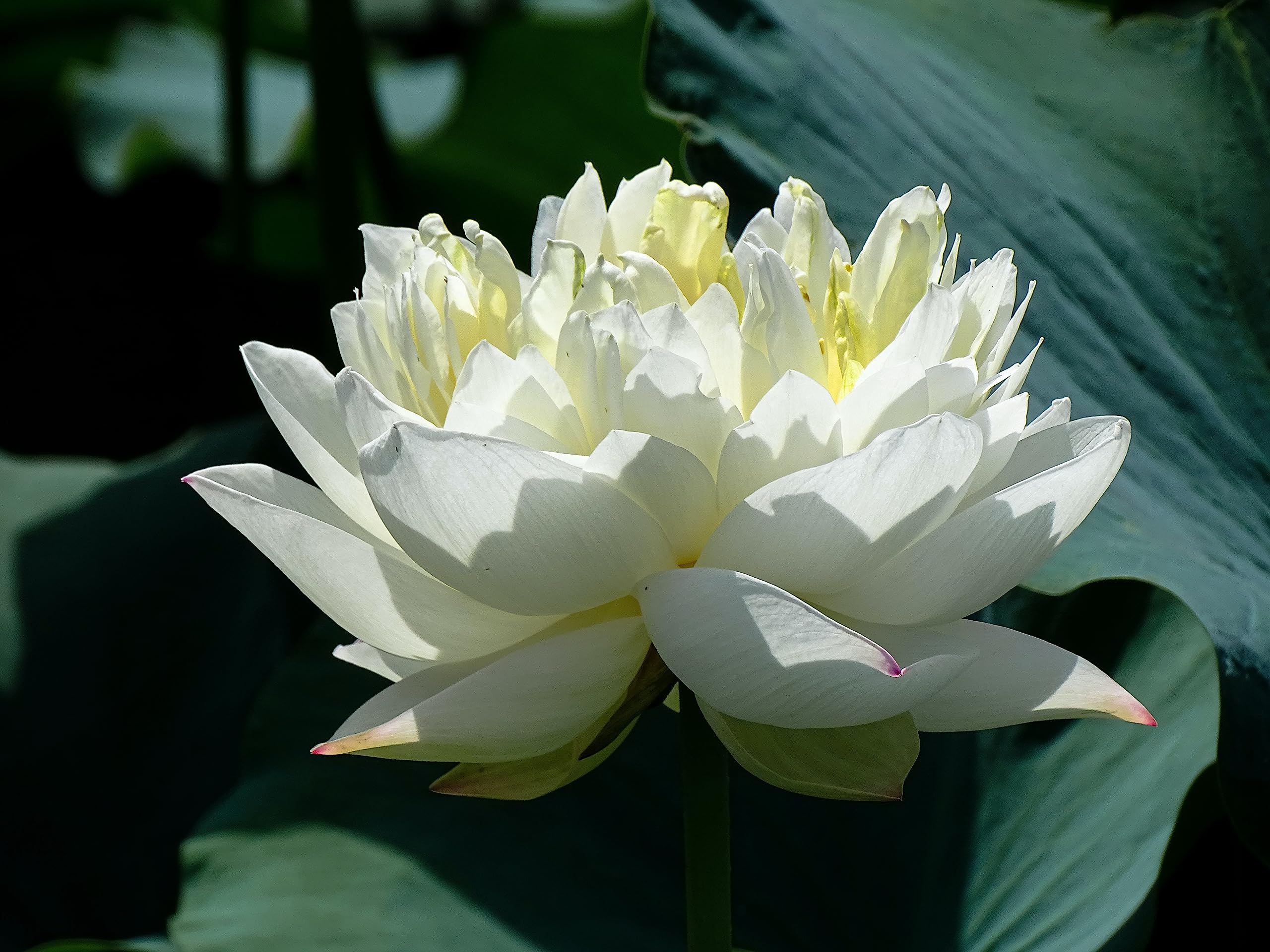 G0 Green Flowet Plant for Home Decor, Pooja | Large Size Flower Surely Blooming Within 45 Days (White Peony Plant)