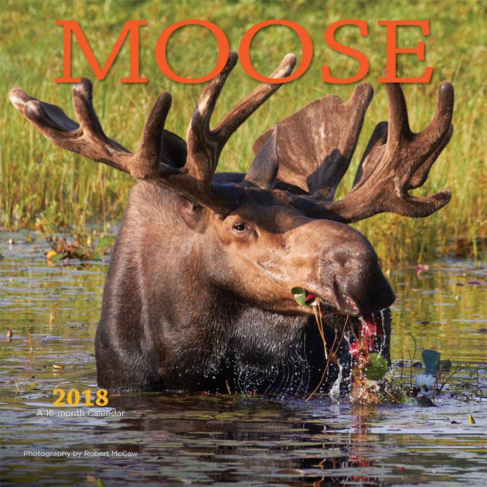 Moose 2018 12 x 12 Inch Monthly Square Wall Calendar by Wyman, Wildlife Animals Hunting