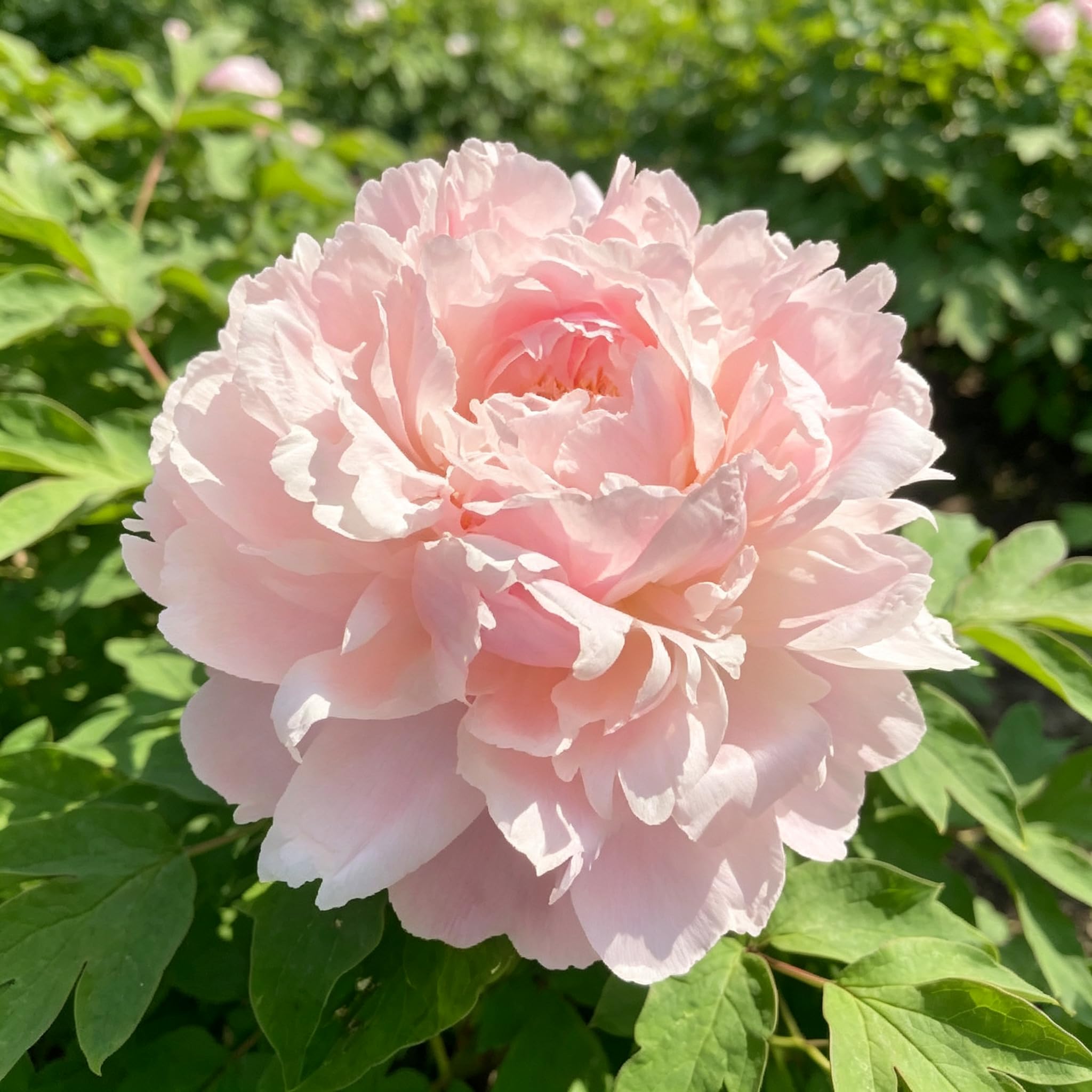 Peony Seed-Hardy,Perennial Delights for Spectacular Garden Displays