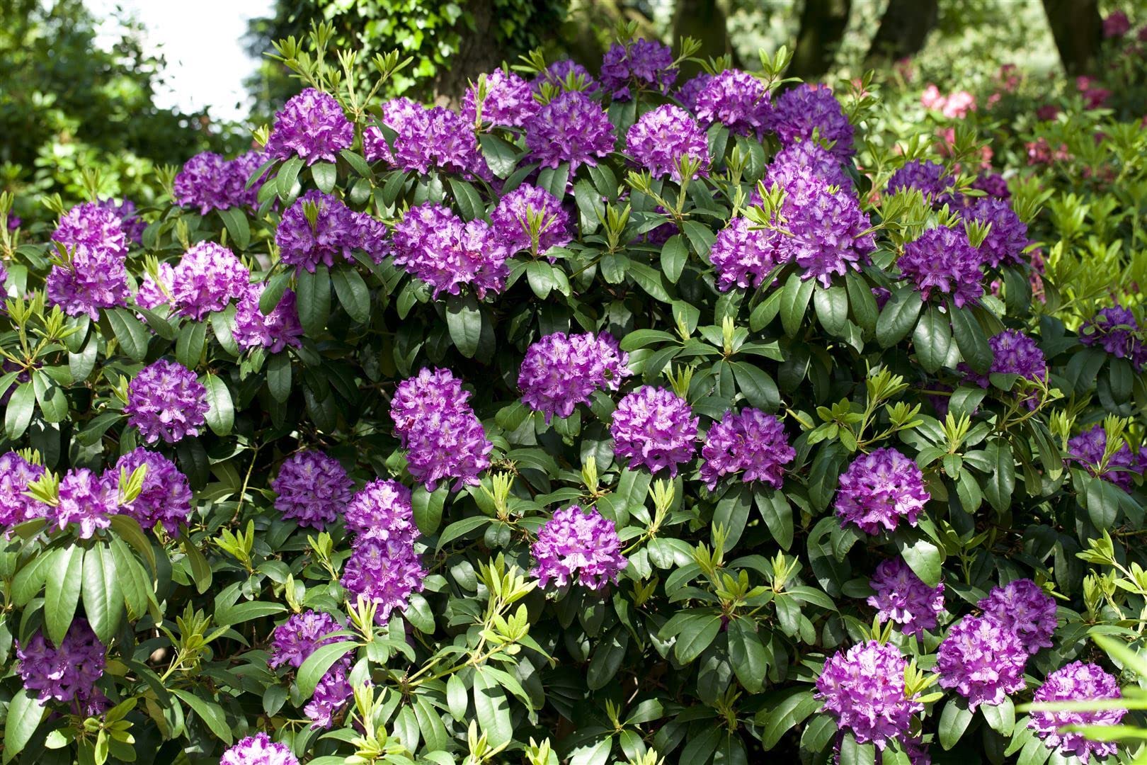 Rhododendron 'Catawbiense Grandiflorum' 7080 cm  Winterhart, Immergrn,  Pflegeleicht  Rhododendron  Heckenpflanze fr Garten & Sichtschutz :  Amazon.de: Garten