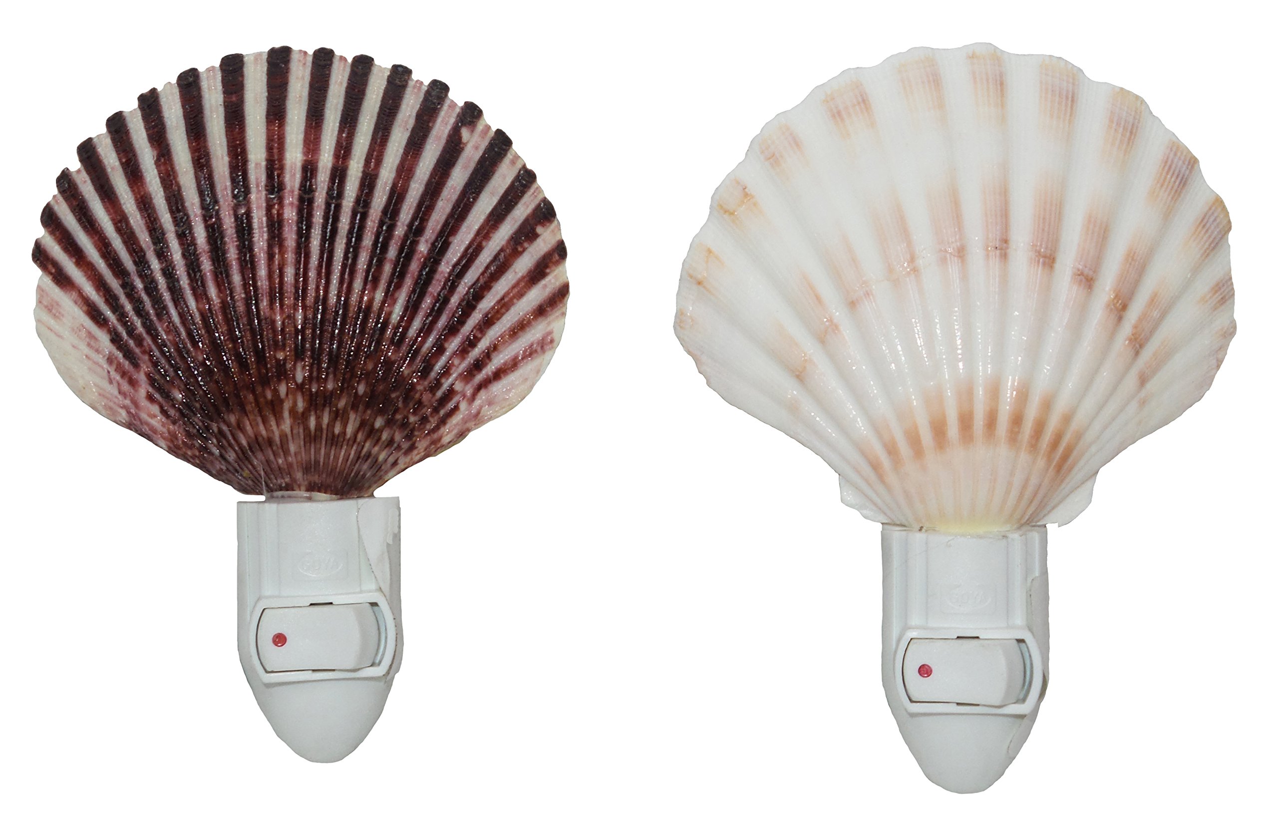 U.S. Shell, Seashell Night Light Set of 2 (Irish Deep and Caribbean Pecten), 2 Count