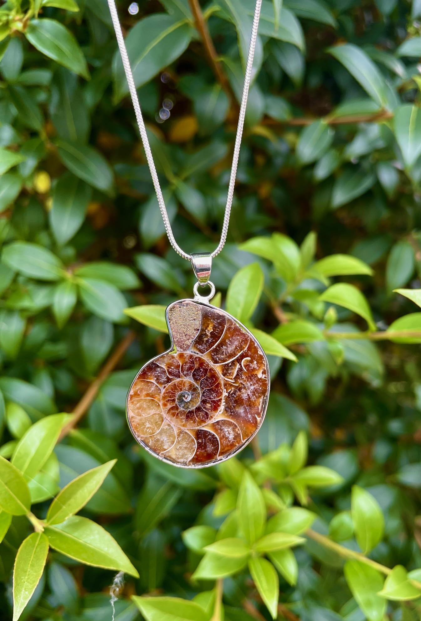 Serafino Collana con ciondolo a forma di ammonite in confezione regalo con cristalli di guarigione e gioielli fossili di milioni di anni