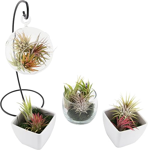 Miniatura 2 de Surtido de Tillandsia Ionantha (paquete de 10) - Plantas de interior de bajo mantenimiento para decoración de interiores (paquete de 10 surtidos)