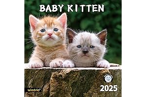 2024 2025 Cats and Dogs Calendar, Wall Calendar 2025