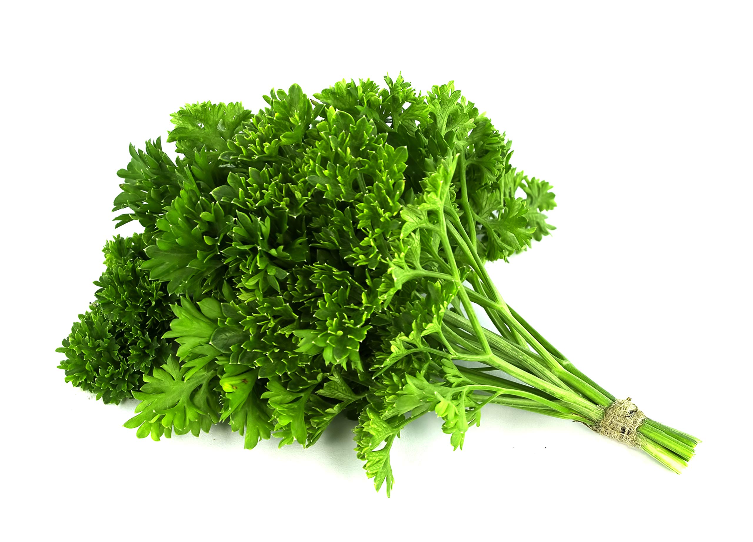 Curly Parsley Leaf