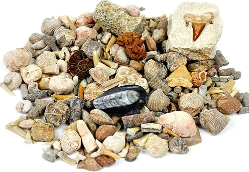 Miniatura 8 de DANCING BEAR Paquete de fósiles de Geología: 2 kits de actividades STEM: actividad de clasificación de rocas, minerales y geodas y fósiles