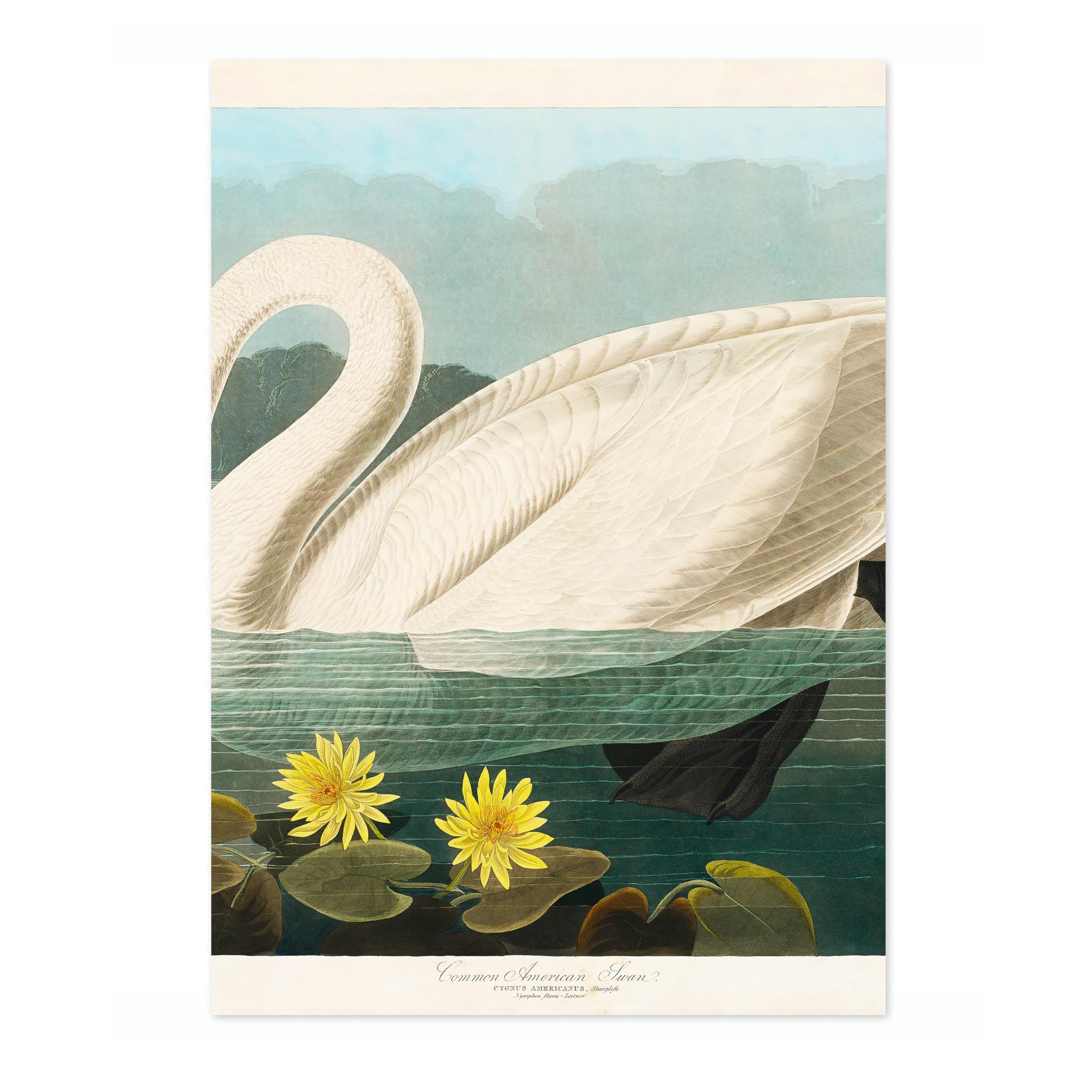 Common American Swan Poster John James Audubon Vintage Bird Illustration Antique Print Ornithology Art, Archival Matte, A1 (Print Only) - 84.1x59.4cm