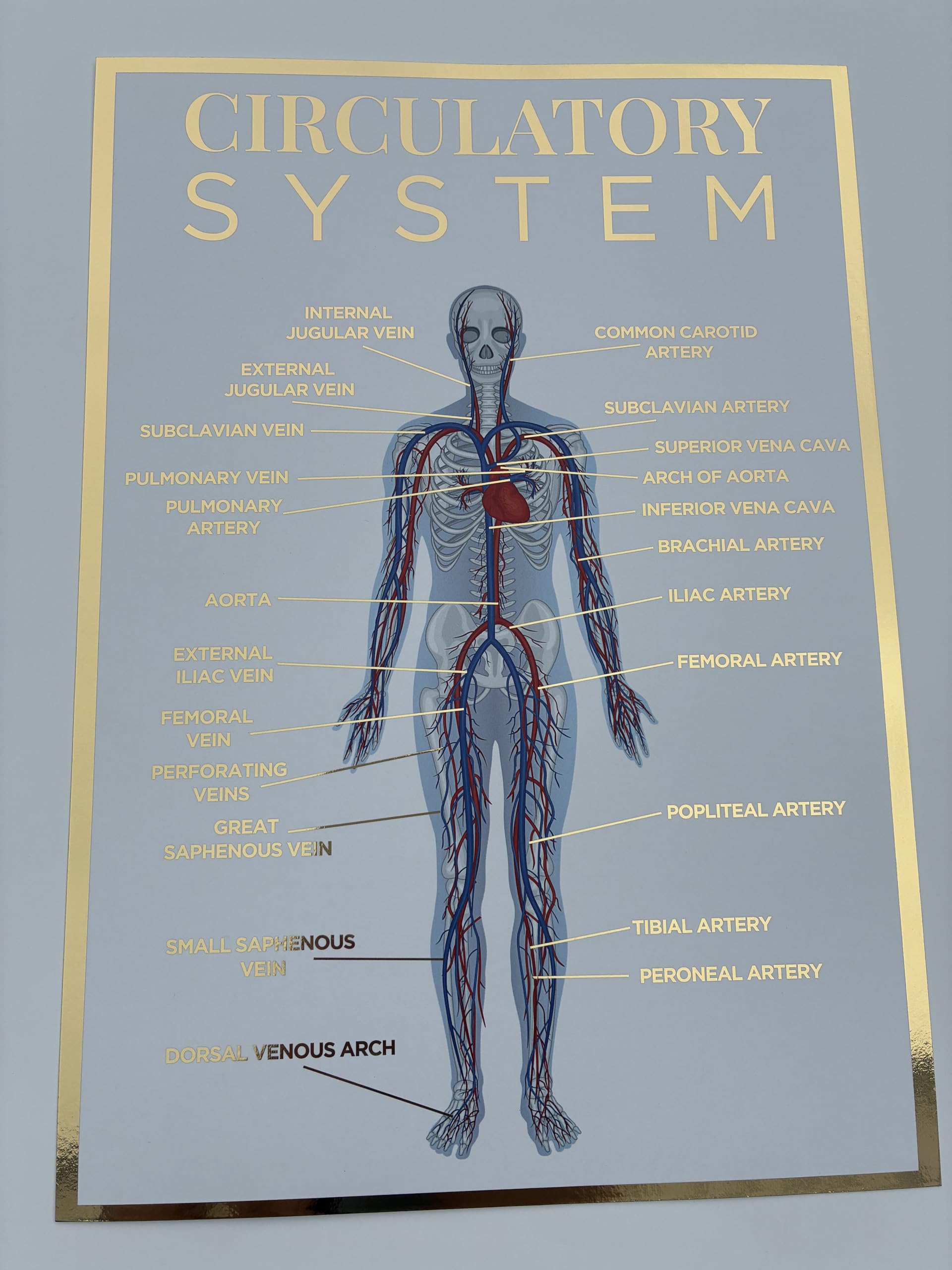 Qualiprint Circulatory System A3 Poster, Gold Foil, 300gsm, Silk — image 1