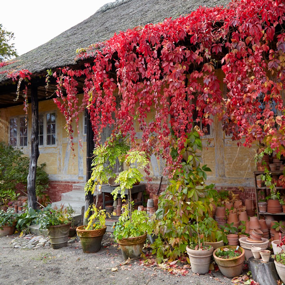 Bloomique - Set de 2 - Parthenocissus quinquefolia ‘Engelmannii’ - Parra virgen - Trepadora - Resistente al frío - 50-70 cm - Maceta 15 cm