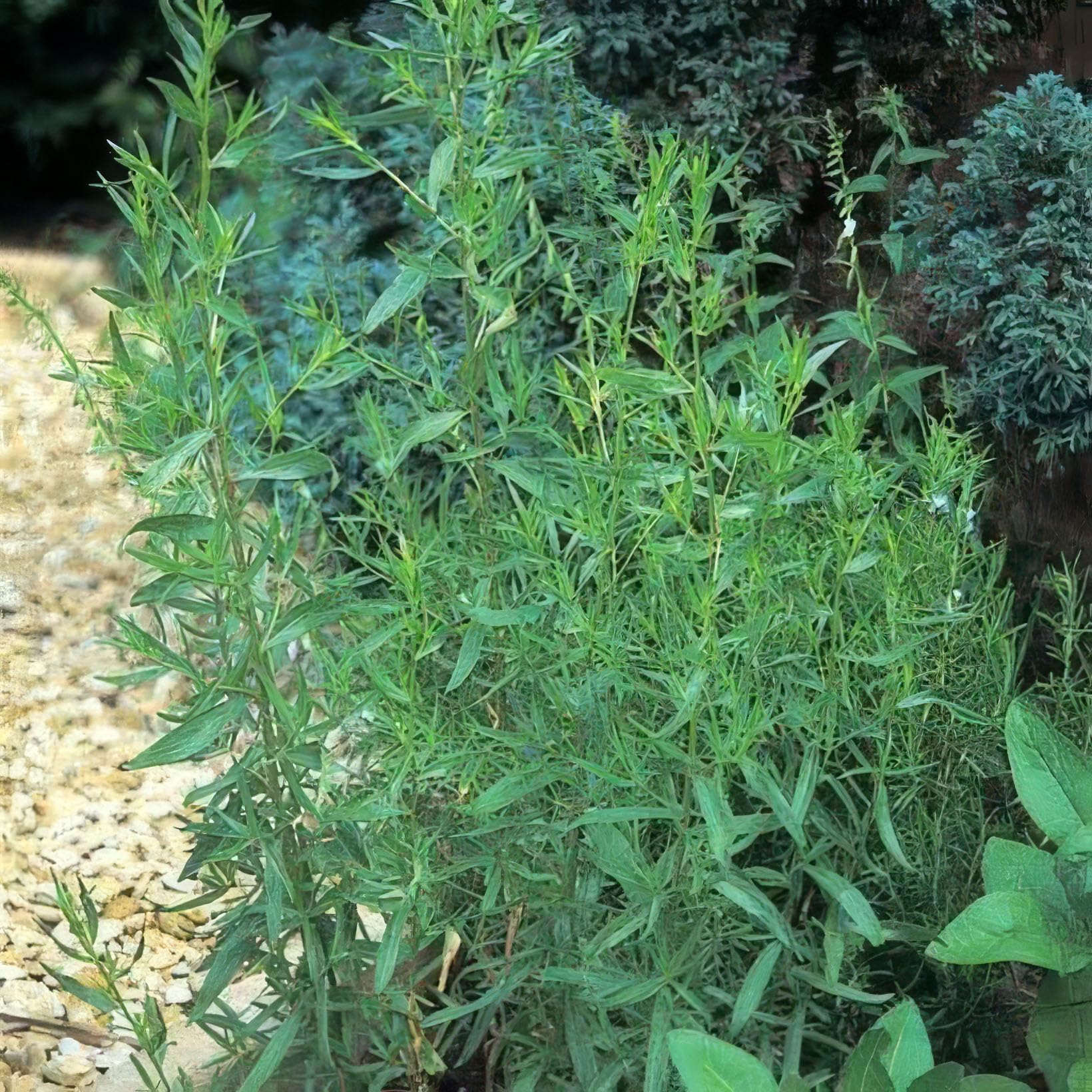 Set of 3 Plant Theory 9cm Pot French Tarragon Herb Plant Artemisia Dracunculus French