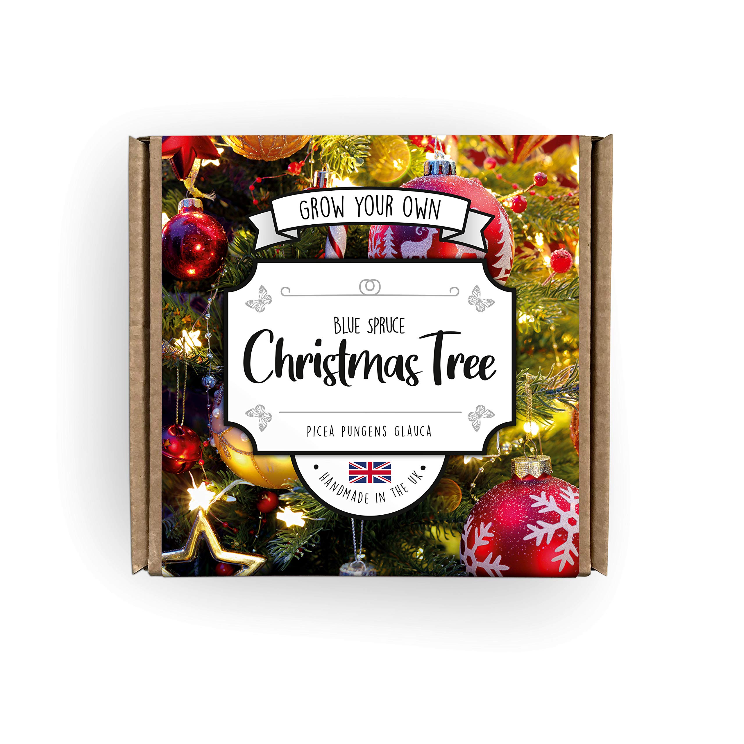 Grow Your Own Christmas Tree Kit | Suitable For Everyone From Kids to Gardening Pros | Guaranteed To Grow Or We'll Replace Your Seeds | Hand Made In The UK