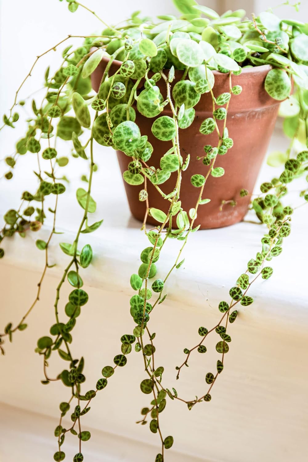 String Plant Live 4 Inch Pot, Rare Succulents Plants in Hanging Baskets, Trailing Succulent Houseplant for Home Office (String of Turtles)