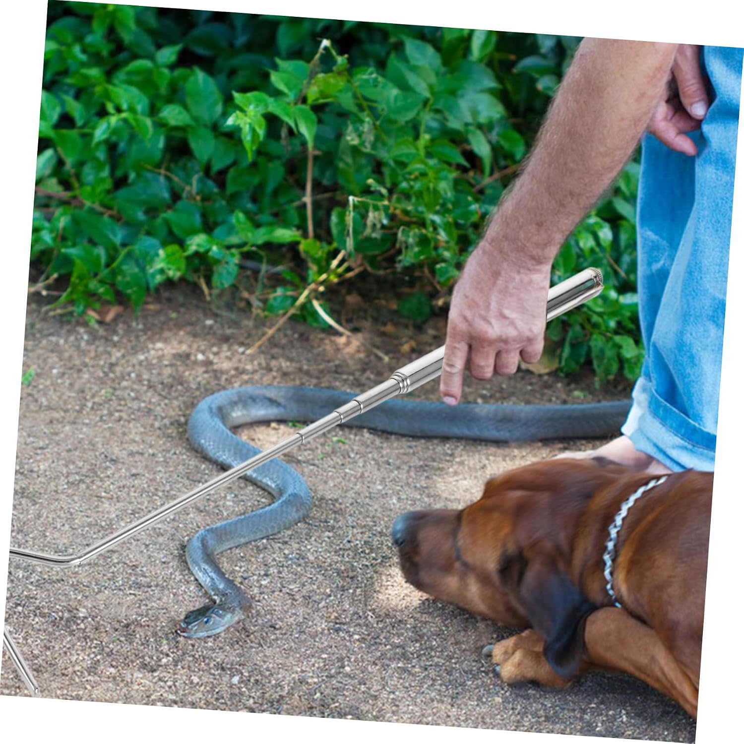 Retractable Stainless Steel Snake Hook Grabber Tool Adjustable Collapsible Reptile Catcher Extra Long Handle for Safe Handling of Snakes and Reptiles