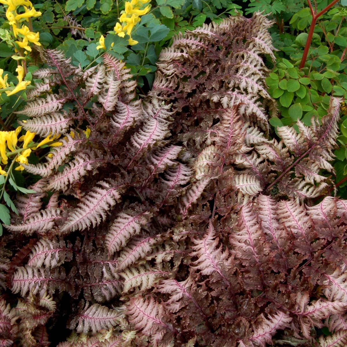 Stauden Gänge 3 x Athyrium niponicum 'Burgundy Lace' im 1 Liter Topf (Farn/Winterhart/Mehrjährig/Staude/Stauden) Japanischer Regenbogenfarn - Farbenspiel aus Burgunderrot und Silber