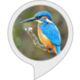 Awesome Kingfisher Game