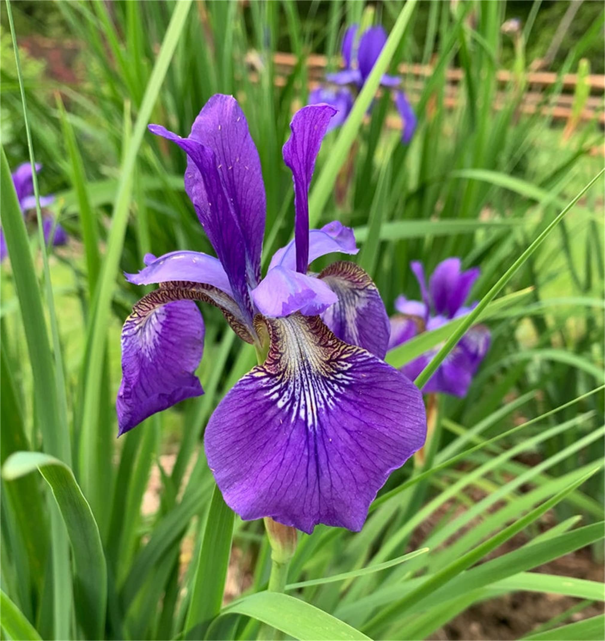 Rare Flower Seeds Iris sibirica 100 Wild Purple Iris Flower Seeds