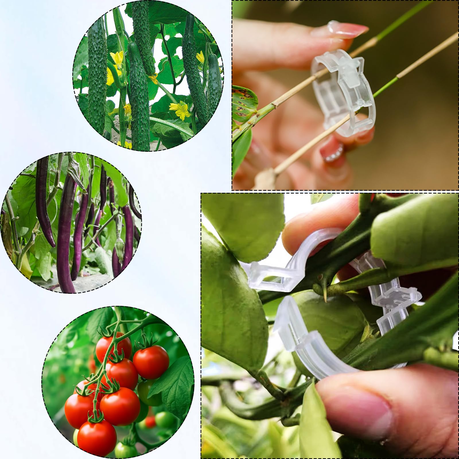 BESSIKON® 60 Clip Per Piante, Per Pomodori, Cetrioli E Altre Piante Rampicanti, Supporto Per Piante Rampicanti, Staffe Stabili Per Giardinaggio, Attrezzi Da Arrampicata