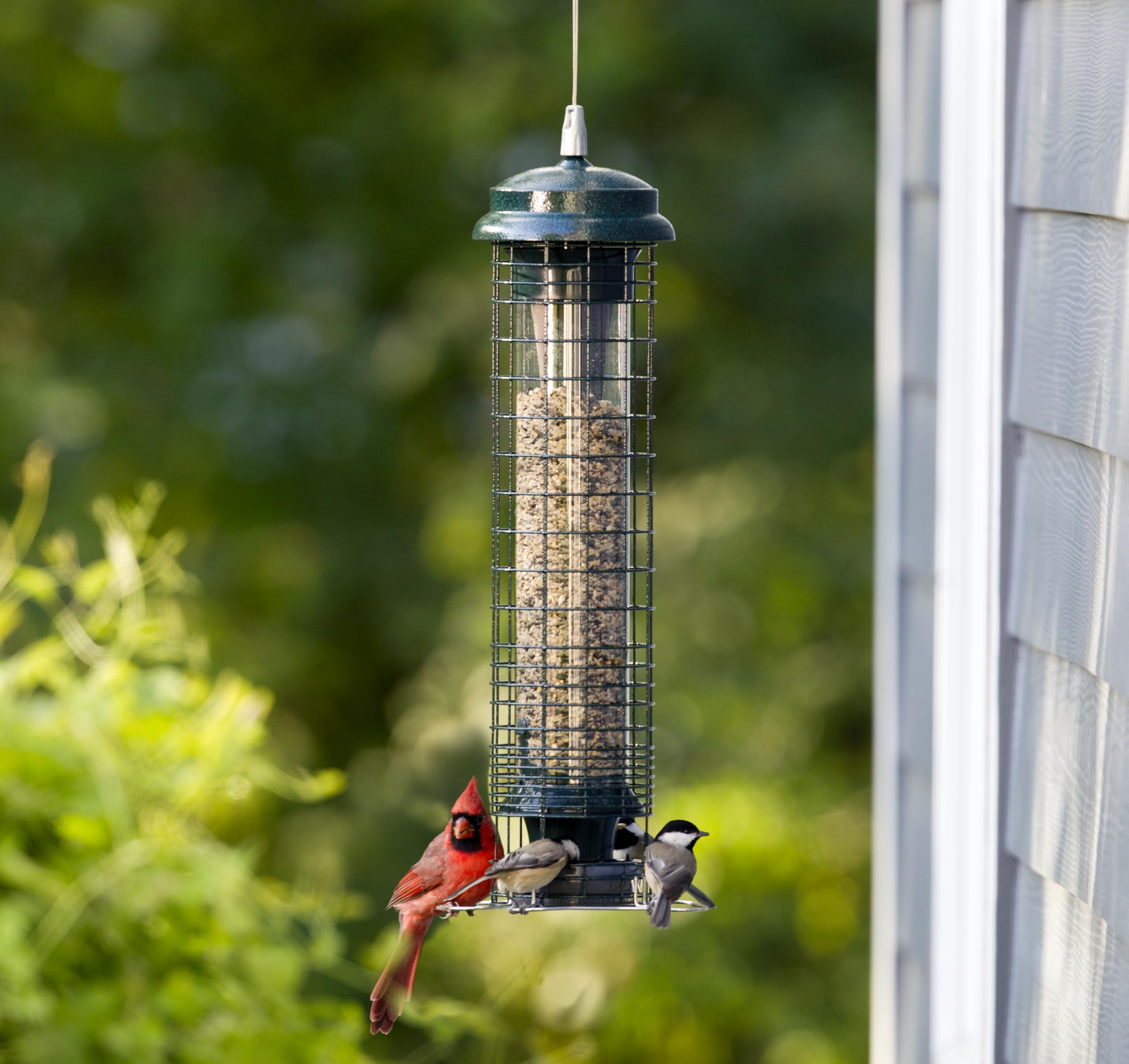 brome squirrel solution 150 squirrel-proof bird feeder for wild birds - 4 stainless steel perches, 2.6 lb seed capacity, chew-proof, free seed funnel included