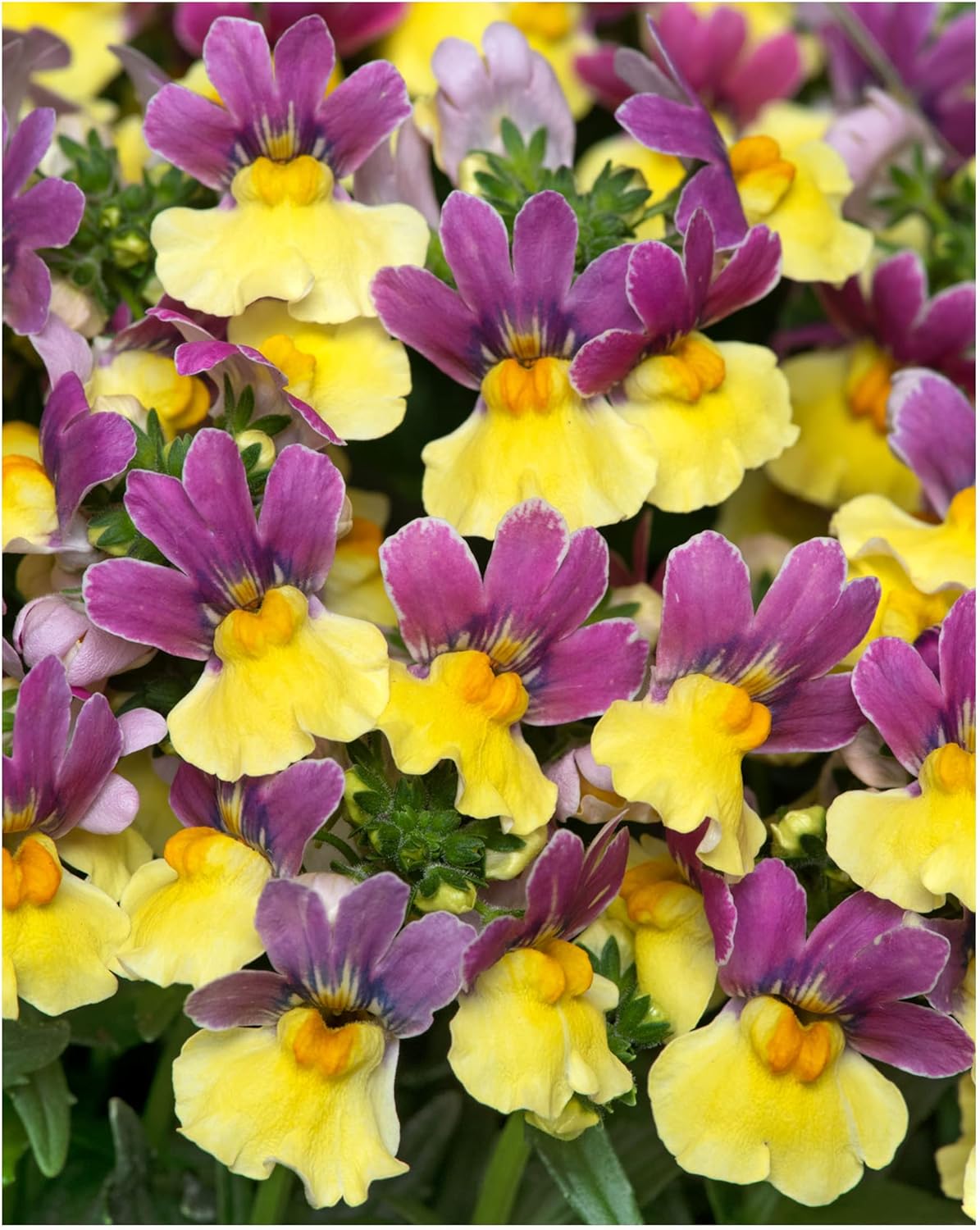 Garden Ready Nemesia Lady Lucy Flowers Delivered in 3 x 9cm