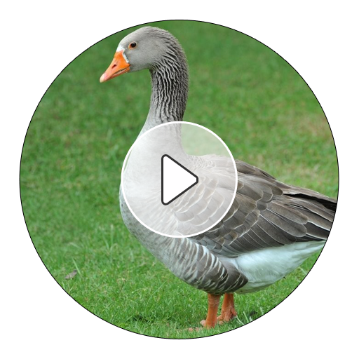 Goose Sounds And Ringtones App on Amazon Appstore