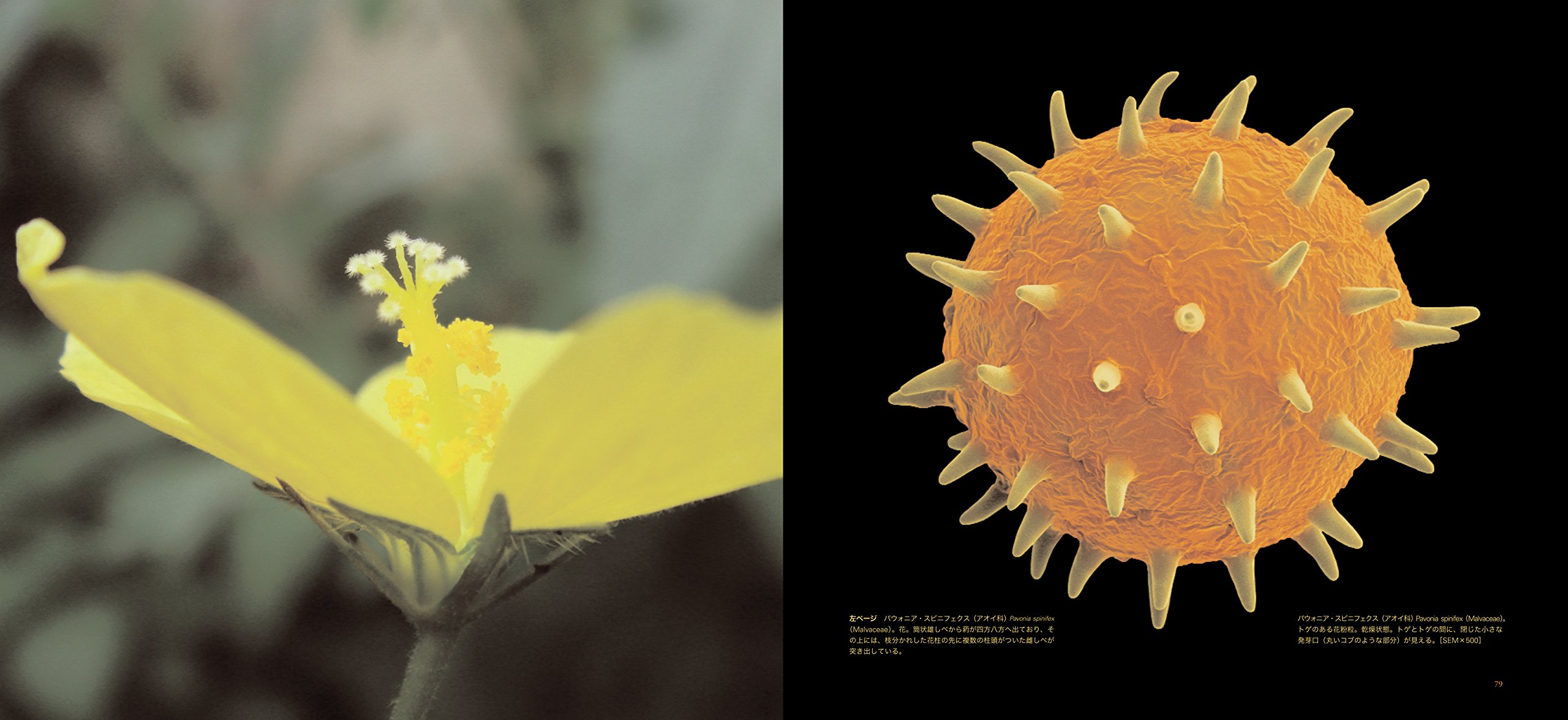 世界で一番美しい花粉図鑑 マデリン ハーレー ロブ ケスラー 奥山 雄大 武井 摩利 本 通販 Amazon