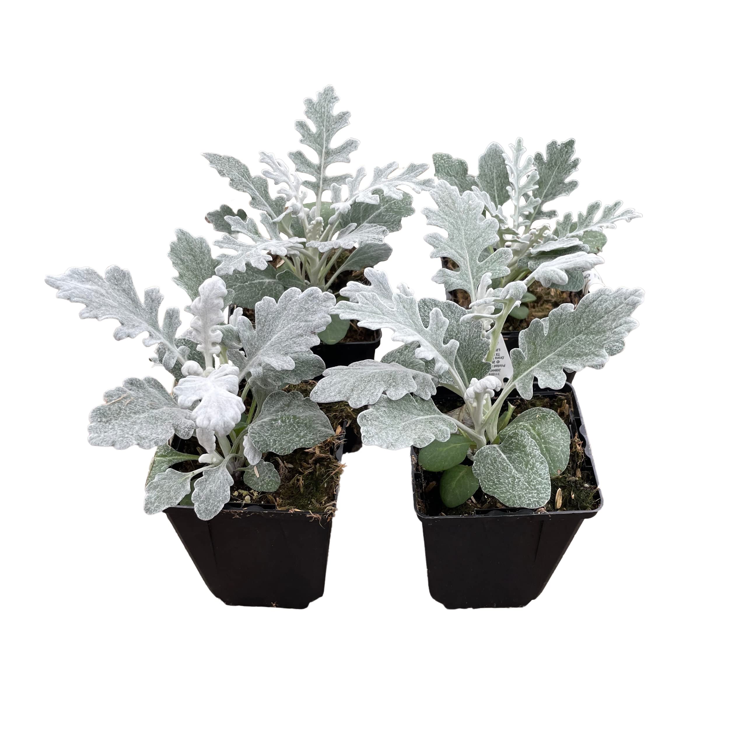 Live Dusty Miller by The Three Company