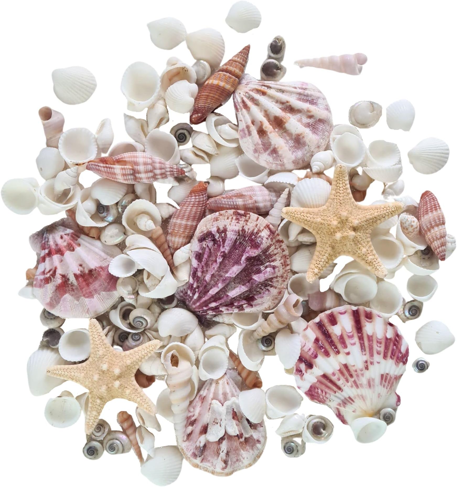 Avalon MIXED SEA SHELLS Collectable Small Seashell Mixes, Decorative Craft Shells, White Shells, Starfish, Weddings/Home Decor, Beach & Costal Themed Arts and Crafts Projects & Parties (Mix #MH)
