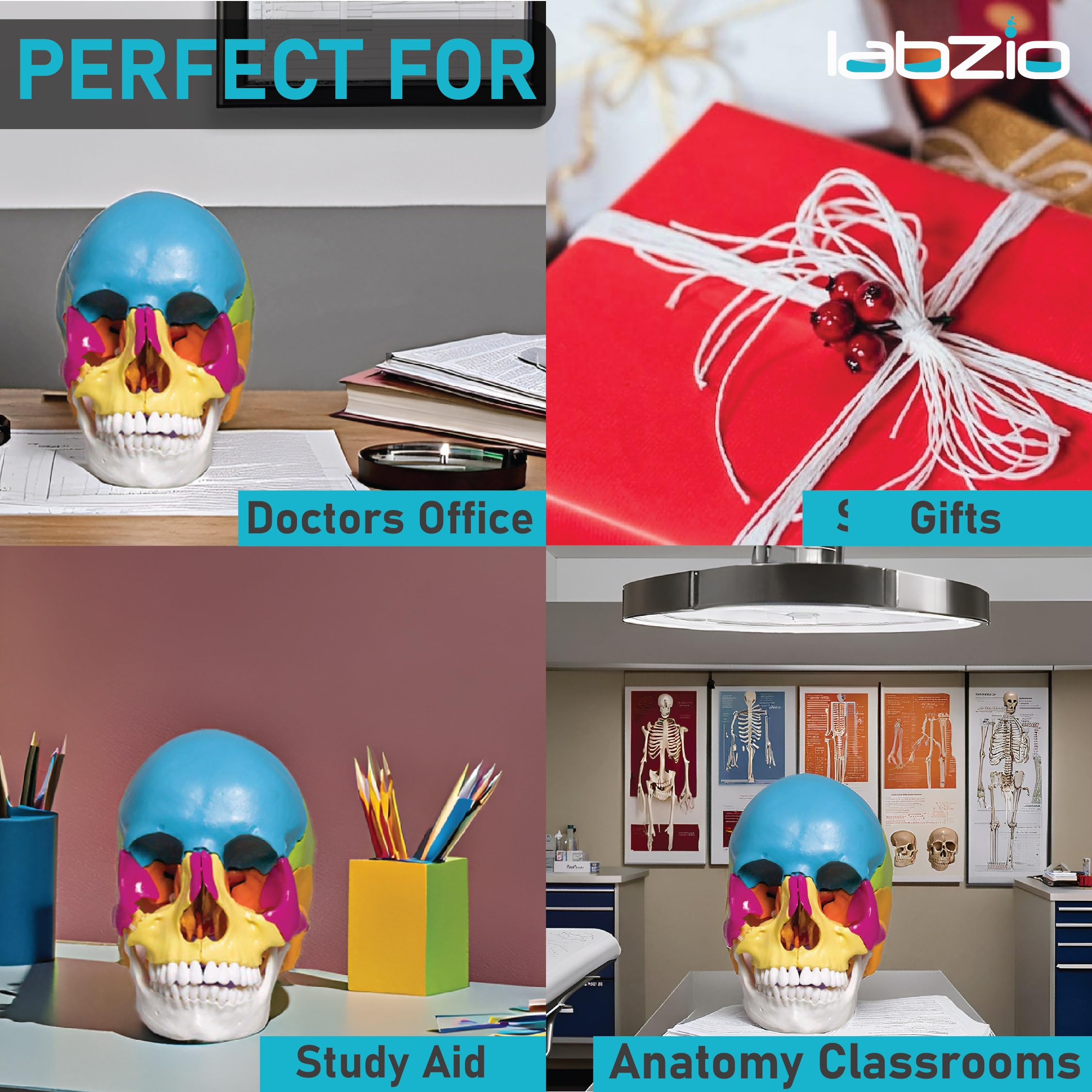 LABZIO Human Skull Model, 22-Part Life Size Exploded Colored Skull Anatomy Models, Detachable Painted Human Replica Anatomical Head Skeleton for Learning, Teaching and Study (Includes Chart) 4
