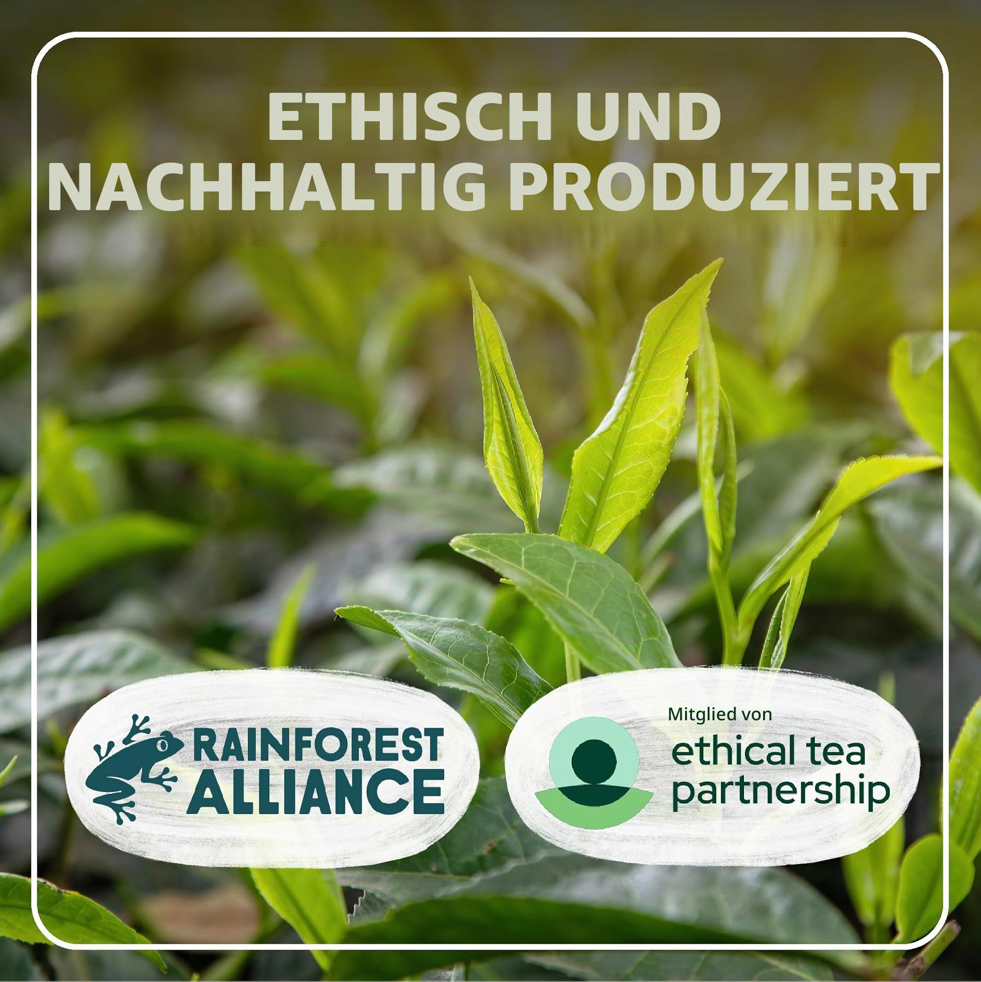 TYPHOO TEA Grüner Tee, 1100 Teebeutel
