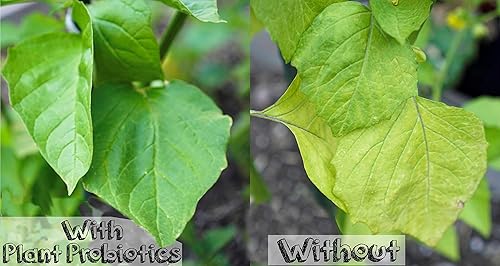 Miniatura 6 de Probióticos vegetales (bolsa de 2 onzas)