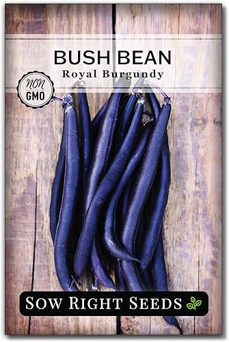 Sow Right Seeds - Semillas de frijol color borgoña real para plantar - Paquete de reliquia sin OMG con instrucciones para plantar un huerto en el