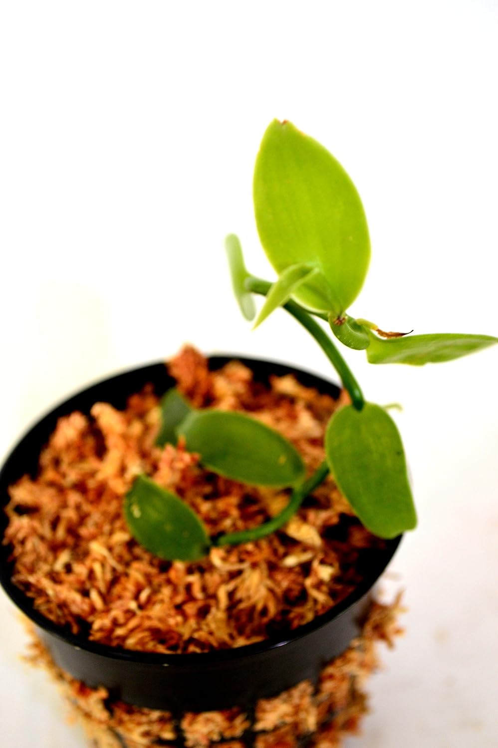 9GreenBox - Vanilla Vine Orchid - 3" Pot